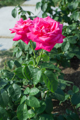 Beautiful red rose in a garden. 
