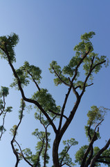 Green tree and blue sky in Nakanoshima park,Osaka,Japan 