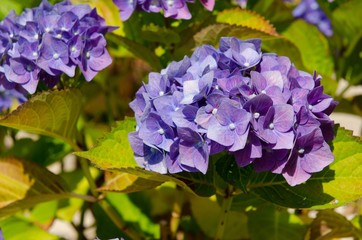 Purple hortensia