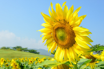 Fototapeta premium yellow sunflower