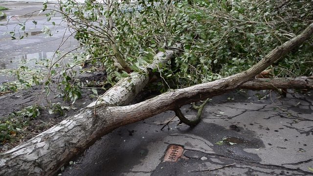 The tree is tumbled down after a hurricane.
