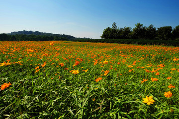 Fototapeta premium Cosmos Flower Feild, Chiang Rai, Thailand