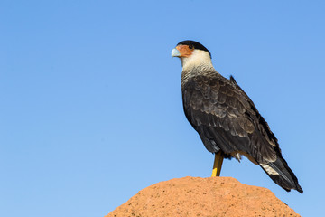 Southern Caracara  resting on termite mound - Serra da Canastra