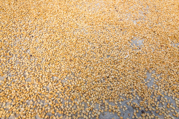 raw coffee beans