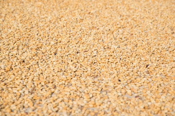 raw coffee beans