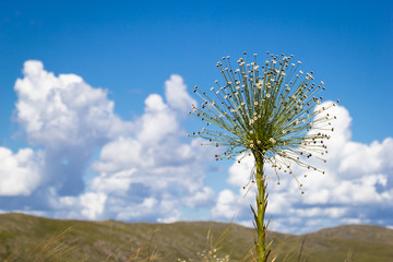 Flower of brazilian Cerrado - Serra da Canastra National Park -