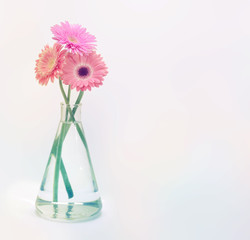 Gerbera flower bouquet on light background.
