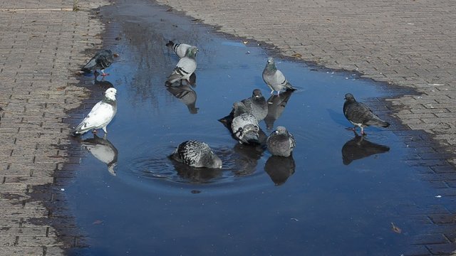 Pigeons in water