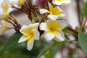 Obraz na płótnie Canvas white and yellow Plumeria flower