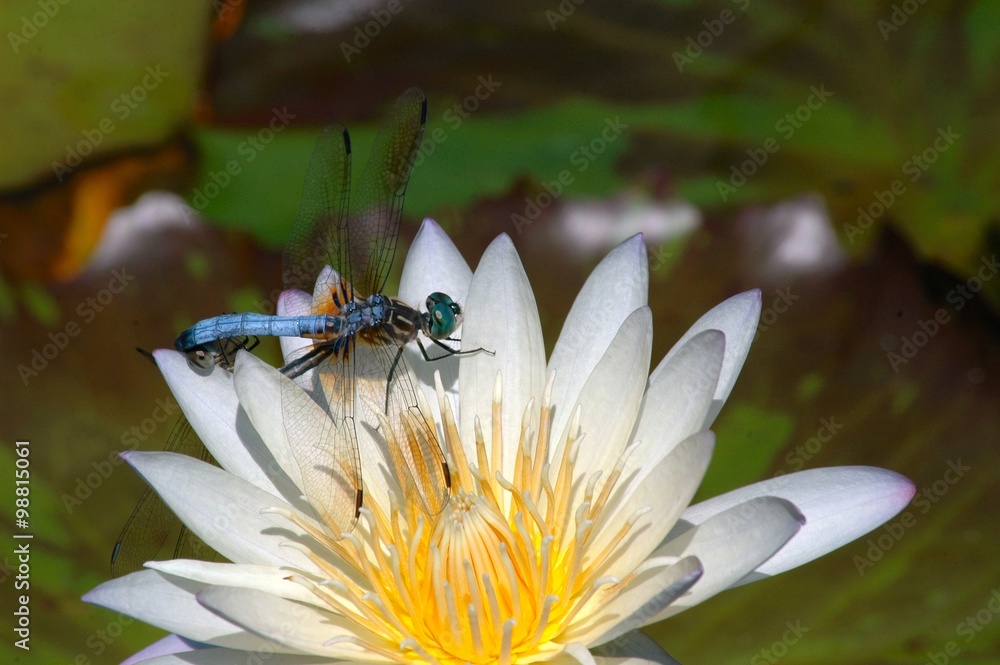 Wall mural two dragonflies resting on a white water lily; a white lotus flower with a two dragonflies perched o