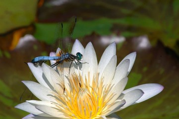 Two Dragonflies resting on a white water lily; A white lotus flower with a two dragonflies perched...