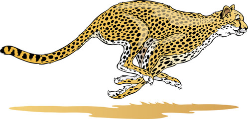 Cheetah Running Illustration
