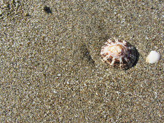 Sea shells on sand. Summer beach background. Top view