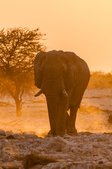 Fototapeta na wymiar Elefantenbulle in der Abendsonne am Wasserloch; Etosha
