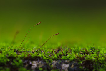 Macro from moss