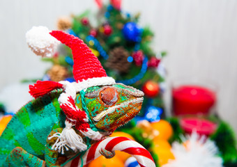Chameleon  Santa Claus