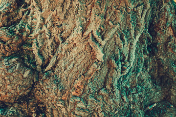 Tree Bark Macro