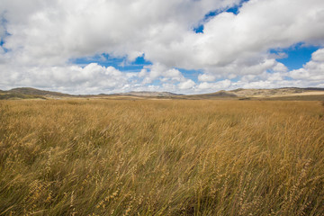 Dry fields at Serra da Canastra National Park - Minas Gerais - Brazil