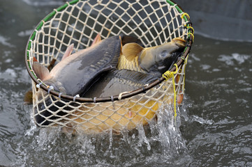 Harvest of carps