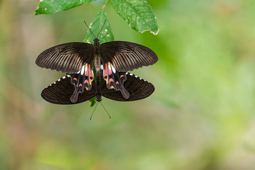 Fototapeta premium Pair of mating Mormon butterflies hanging on leaf