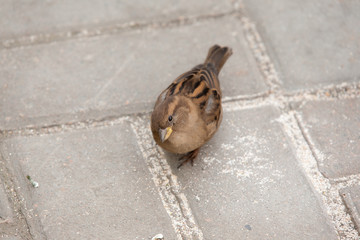 curious sparrow on the pavement