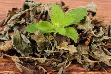 Fresh and heap of dried lemon balm on wooden table, herbalism