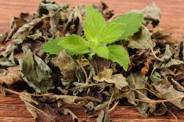 Fresh and heap of dried lemon balm on wooden table, herbalism