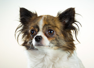 Chihuahua on a white background