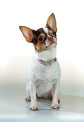 Chihuahua on a white background