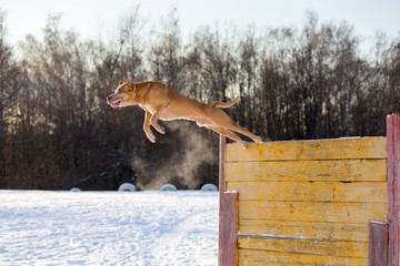American Pit Bull Terrier jumps over hurdle