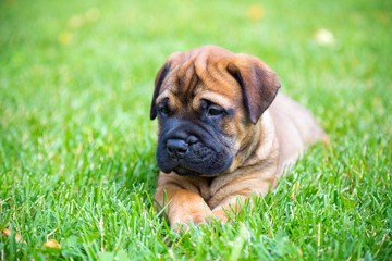 Bullmastiff puppy lying on a lawn