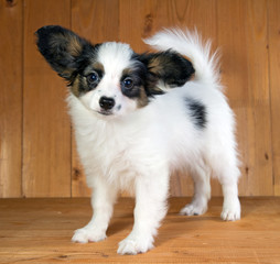 Papillon puppy