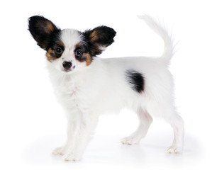 Puppy Papillon