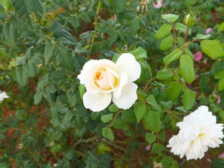 White Roses