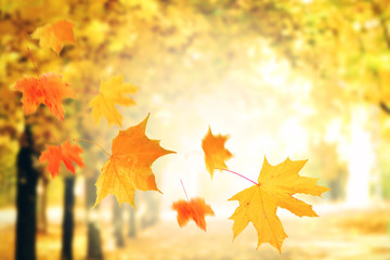 Naklejka na ściany i meble Autumnal park with falling maple leaves