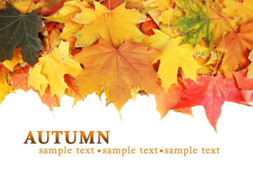 Autumn maple leaves with copy space on white background