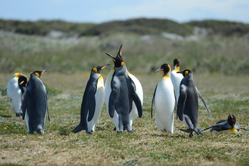 Fototapeta premium King penguins on the Bay of Inutil.