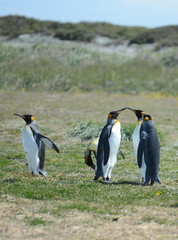 King penguins on the Bay of Inutil.