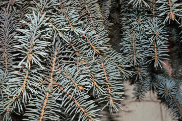 Naklejka na ściany i meble branches of christmas tree
