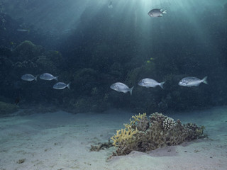 Red Sea coral reef scenery