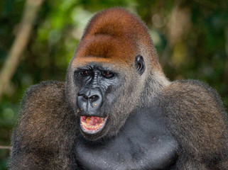 Portrait of lowland gorilla. Republic of the Congo. An excellent illustration.