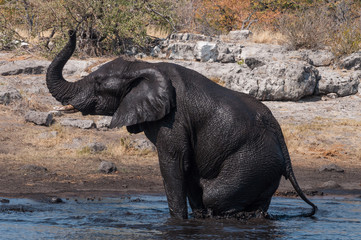 Elefant mit Schlammbad; Etosha