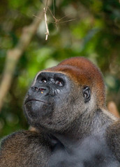 Portrait of lowland gorilla. Republic of the Congo. An excellent illustration.
