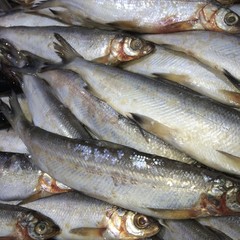 Fresh fish on ice on the market