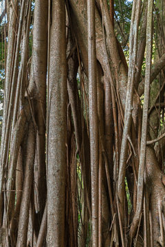 Close-up of a big Indian rubber tree (Ficus elastica), also called the Rubber fig in Hong Kong, China.