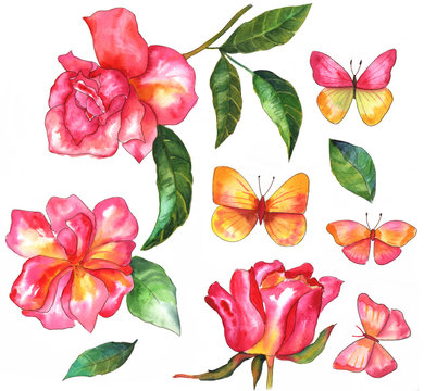 Set of vivid watercolor drawings of roses and butterflies, desig