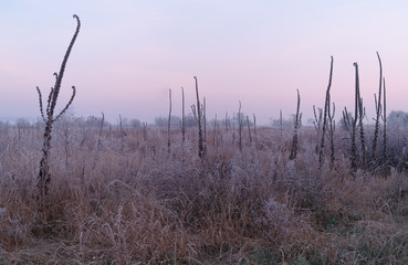 dry grass in the meadow near the woods covered with frost