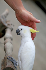 Beautiful white parrot cockatoo