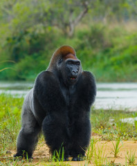 Lowland gorillas in the wild. Republic of the Congo. An excellent illustration.