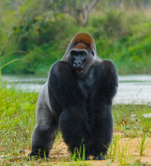 Naklejka premium Lowland gorillas in the wild. Republic of the Congo. An excellent illustration.